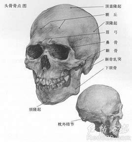 眉骨 英文